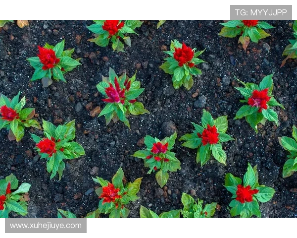 专访周丽：探寻排球领域中的成功秘诀与奋斗历程
